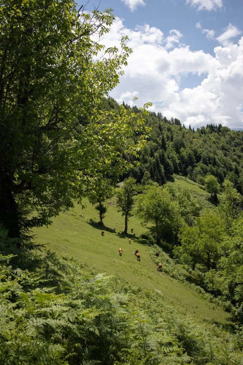 The Green Hill - photo 2