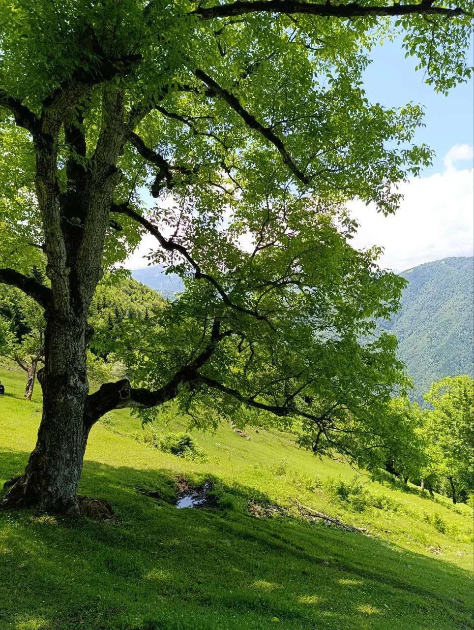 The Green Hill - photo 3