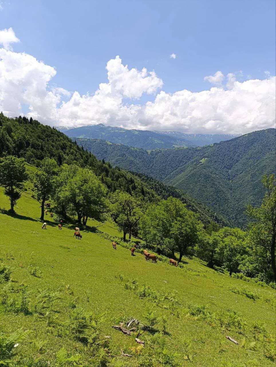 The Green Hill - photo 4