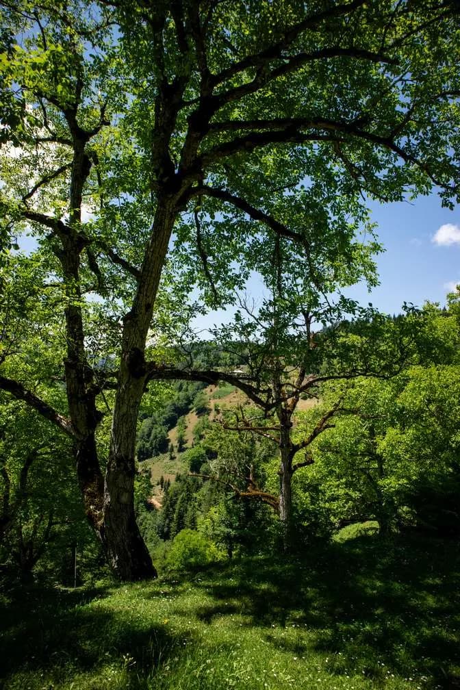 Skhalta monastery - photo 8