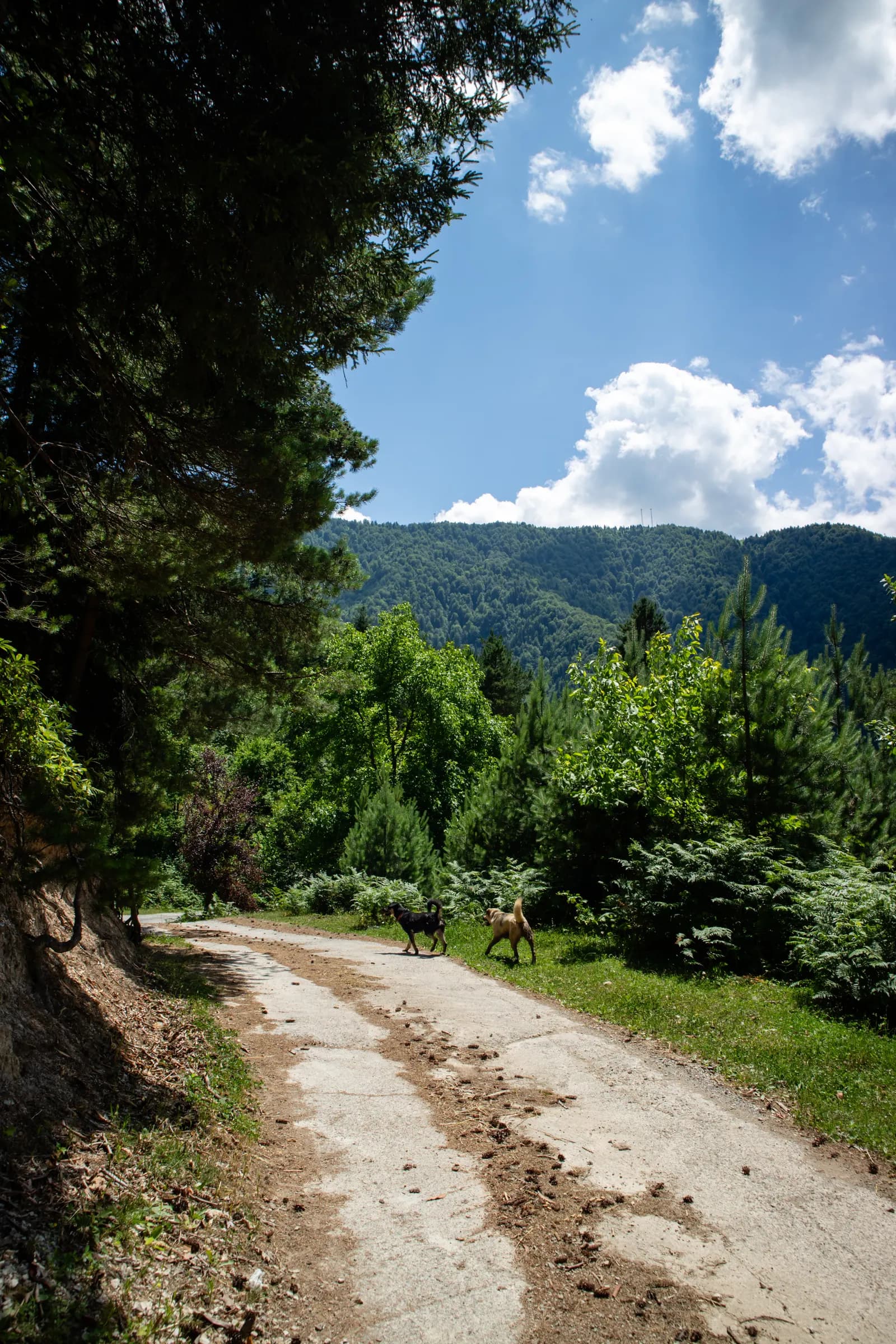 Skhalta monastery - photo 4