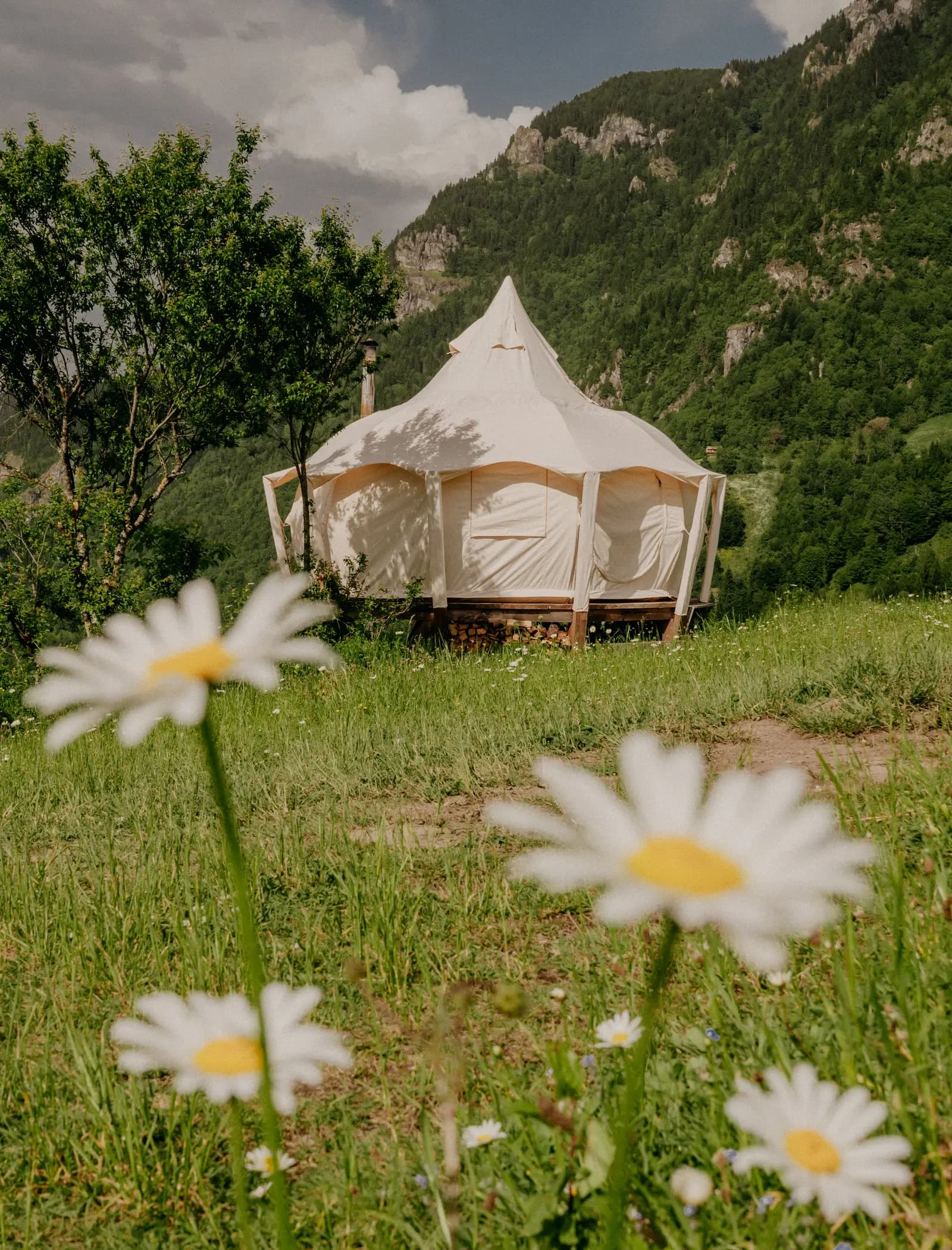 Шатёр Lotus Belle за ромашковым лугом